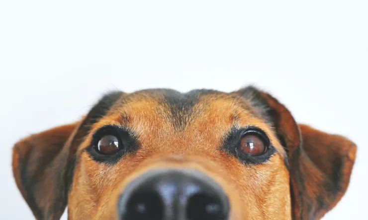 Cuál es la multa por no recoger la popó de tu perro en CDMX