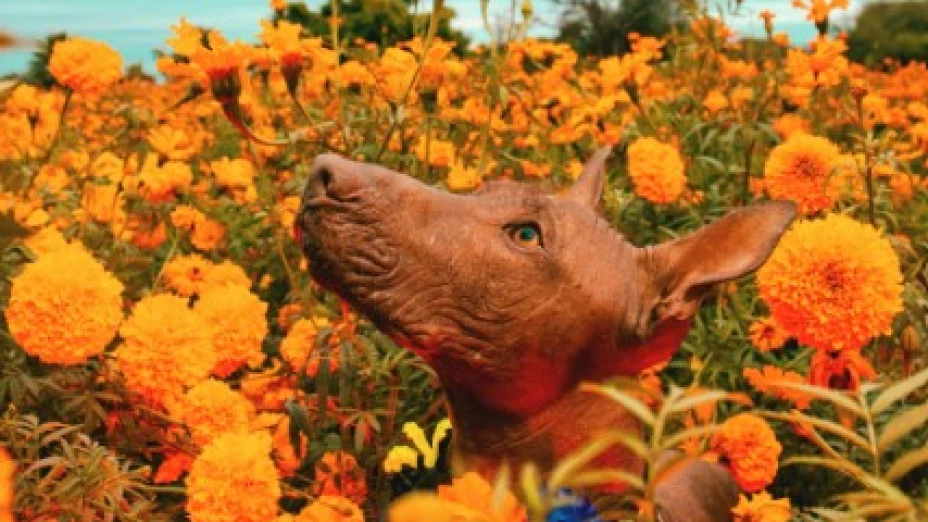 Cuál es la verdadera historia de la flor de cempasúchil