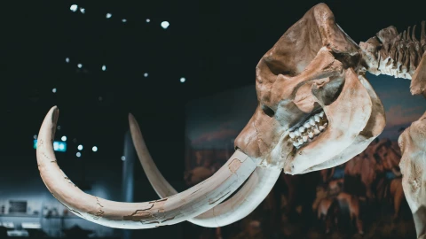 ¿Qué animales extintos se podrían revivir?