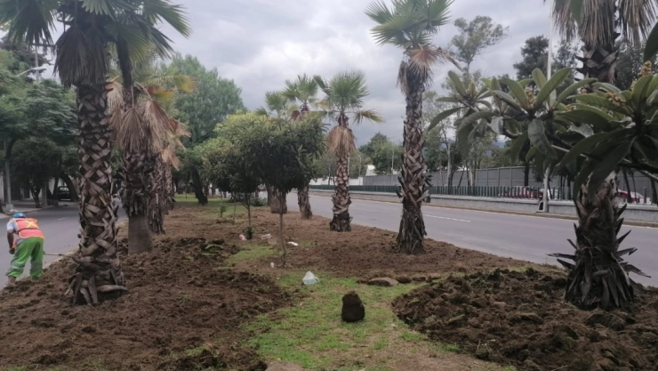 palmeras muertas CDMX saneamiento