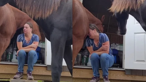 VIDEO: Caballo da consuelo a su dueña cuando estaba llorando