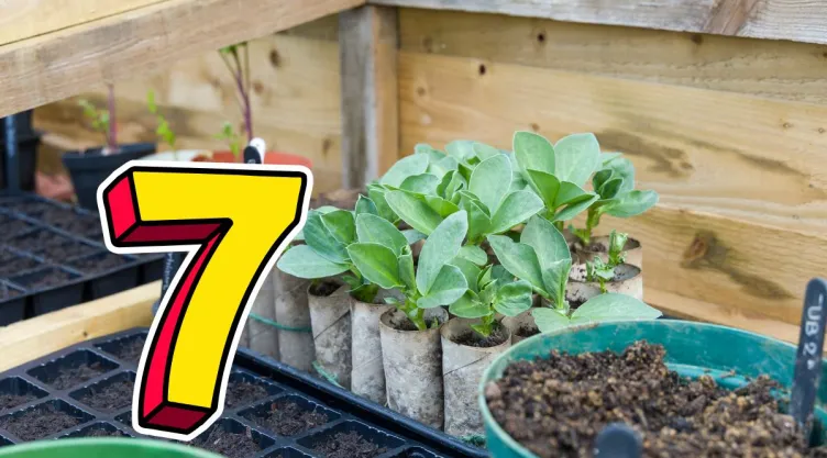 Los 7 vegetales que ocupan poco espacio y debes sembrar en noviembre para aprovechar el frío