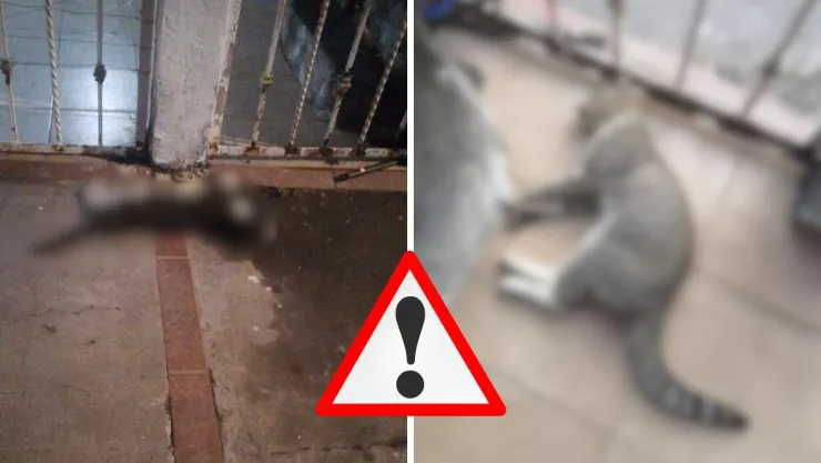 Habitantes piden denunciar el envenenamiento de gatos en Veracruz