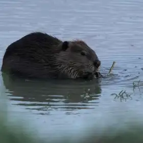 Un castor en el río Green, Wyomin.