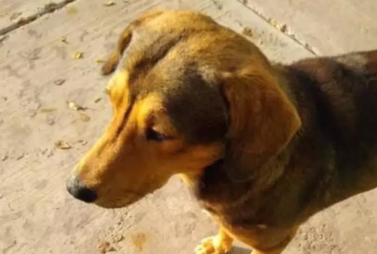 rodolfo corazon perro sinaloa.jpg