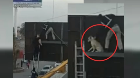 Perrito atrapado en señalética