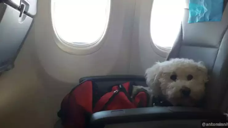 ¿Cuáles son los requisitos de las aerolíneas para que viajes con tus mascotas en cabina
