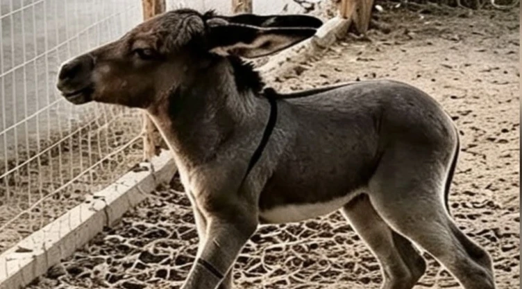 Buscan-al-asesino-de-_Vernon__-burrito-de-una-semana-de-nacido-en-ejido-La-Partida-de-Torreón.webp