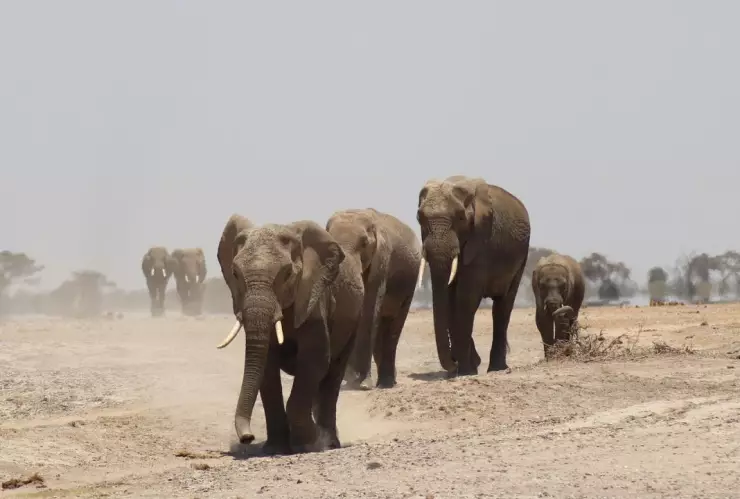 Trabajador muere aplastado y con las piernas rotas por una manada de elefantes; sus compañeros lograron escapar en Malasia