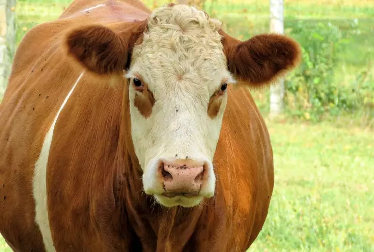 Tenga su ganado guardado