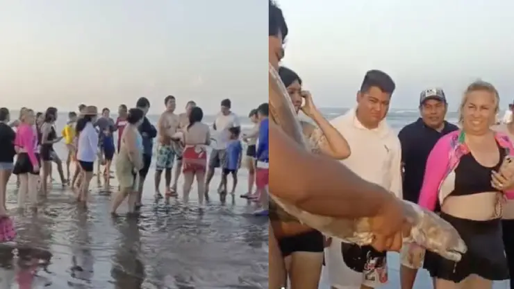Hallan EXTRAÑO PEZ en PLAYA de Veracruz