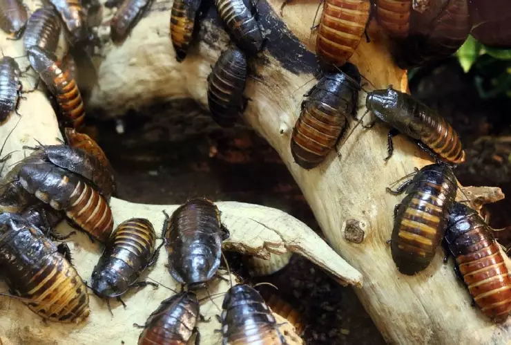 ¿Cómo evitar las plagas en casa durante la temporada de calor?