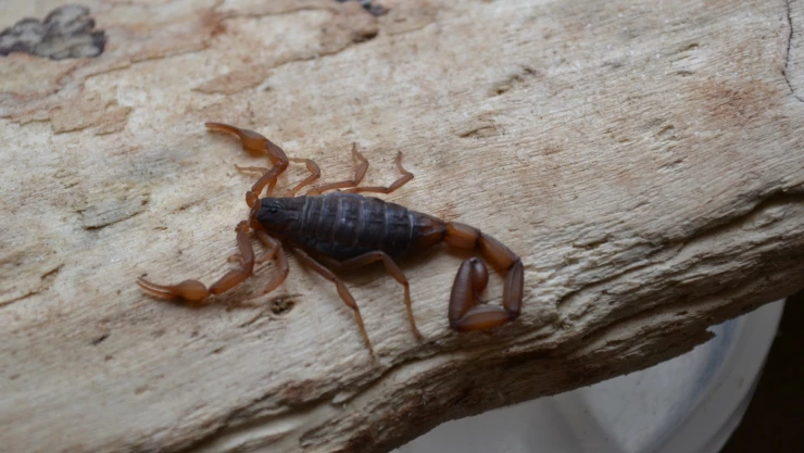 Alacranes venenosos en México.jpg