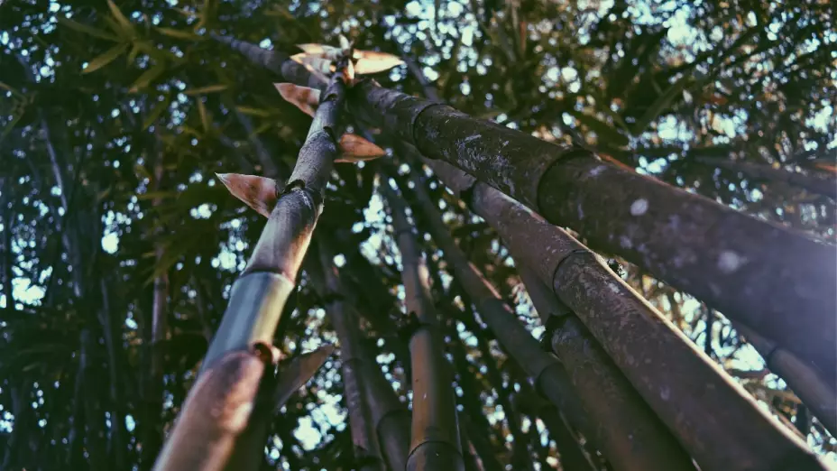 China propone cambiar el plástico por bambú