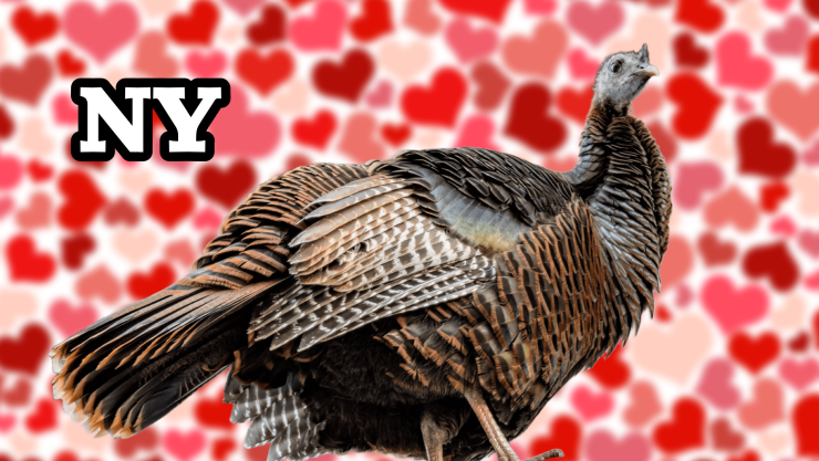 Pava ‘paraliza’ avenidas de Nueva York; andaba en búsqueda de pareja_ FOTO.jpg