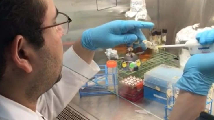 IPN variantes Covid-19