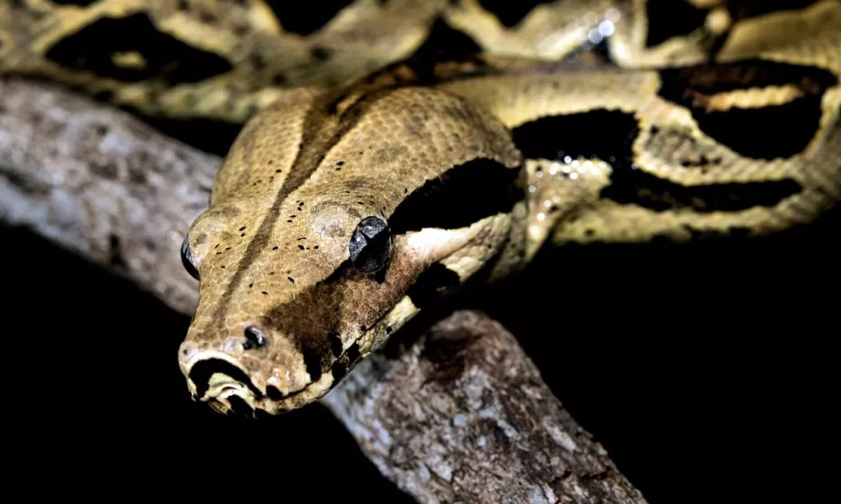 Serpiente pitón