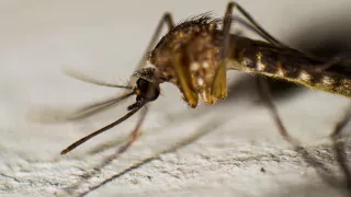 Advierten de contagios de dengue en temporada invernal; suman 1,990 casos en Jalisco