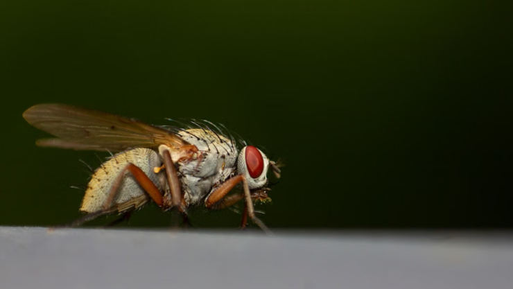 ¿Qué pasa si te comes una mosca Esto dice la ciencia?