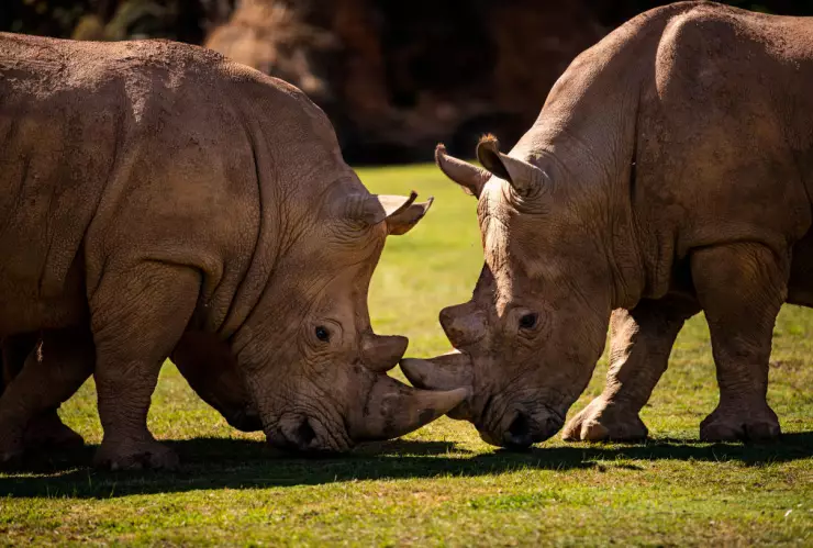 Portraits Of Zoo Animals During Coronavirus Lockdown