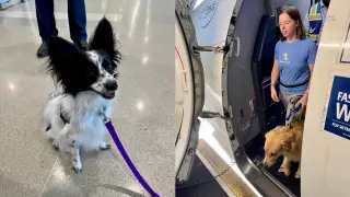 perros-asistencia-eu-1