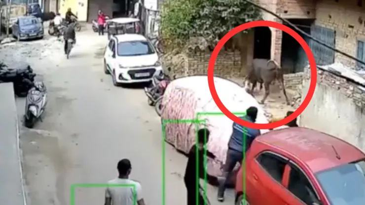 Un toro callejero derribó a una niña en Lucknow.