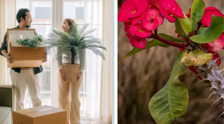 Aquí debes colocar la corona de Cristo para evitar las discusiones en casa, según Feng Shui