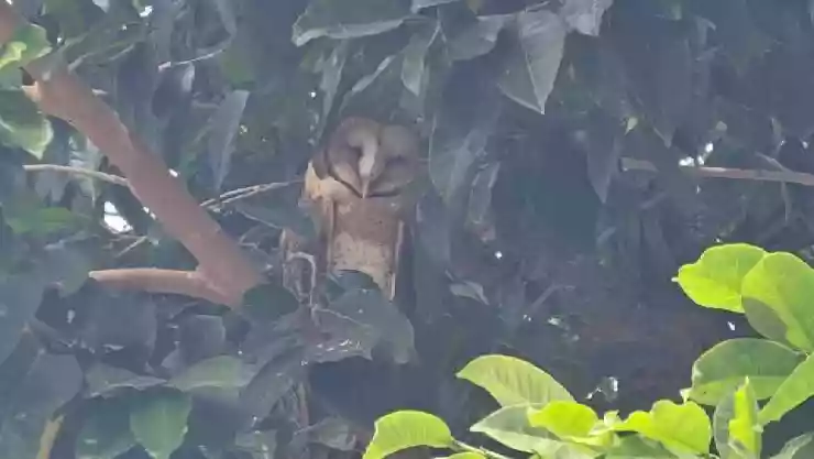 FOTO. Así fue captada una lechuza en un árbol de Ramón en Yucatán