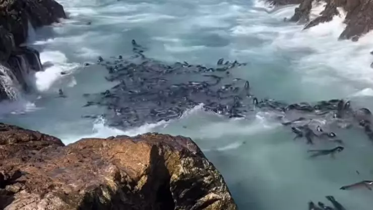 una vista de los lobos marinos nadando por la isla
