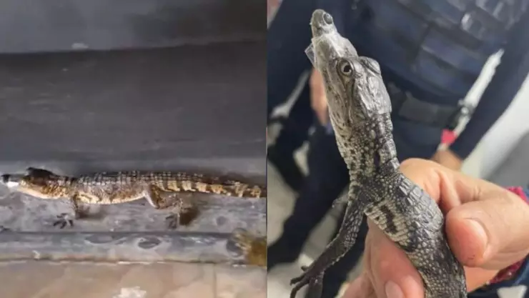 VIDEO_ Así rescataron a cocodrilos bebés en el Metro de la CDMX.jpg
