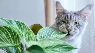 gatossssss planatas.jpg