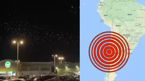 VIDEO: Captan a aves huyendo tras fuerte sismo en Chile hoy miércoles