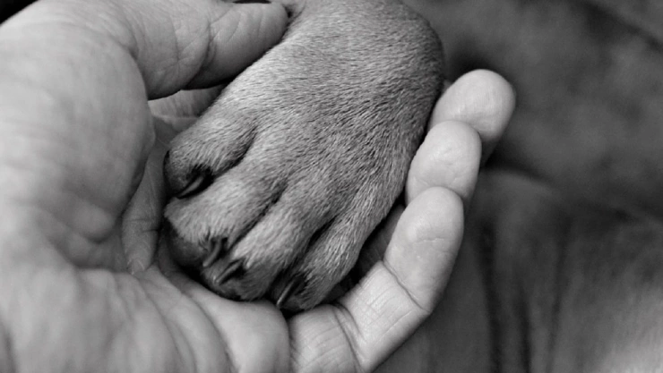 anciano abusa perros nez