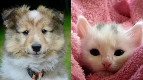 Estrés, mascota, solución a.jpg