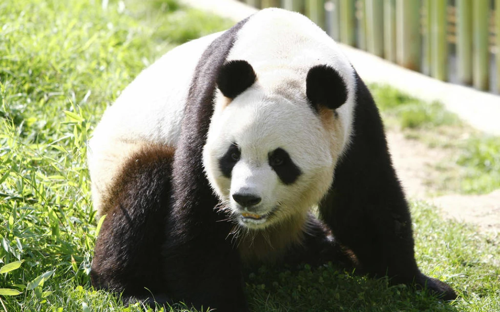 oso panda