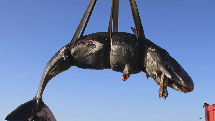 Una ballena es colocada en un camión después de recuperarla de la isla de Cerdeña, Italia. Imagen, SEAME Sardinia Onlus vía AP.