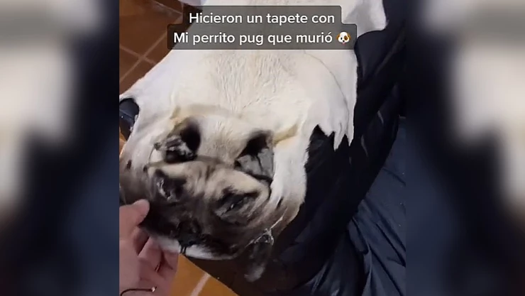 perrito_tapete
