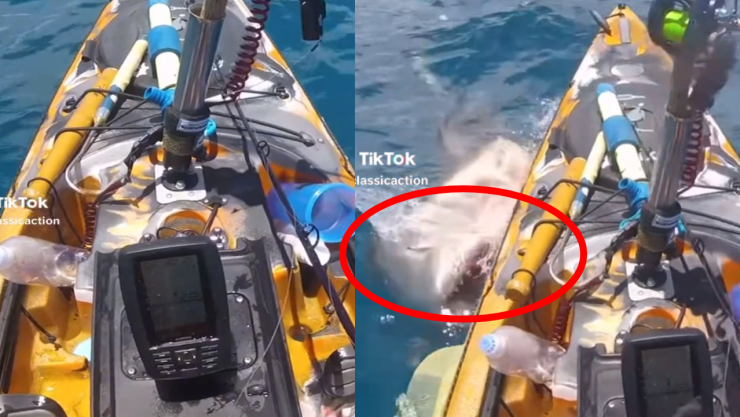 Tiburón ataca kayak en Hawaii