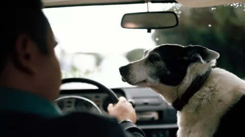 C&oacute;mo debes viajar con tu perro en el coche para evitar una multa en CDMX