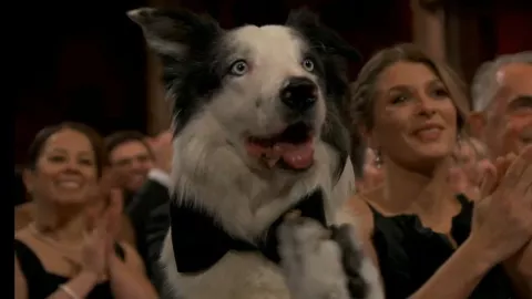 ¡Del refugio a la fama! Messi, el perro que triunfó en los Premios Oscar 2024