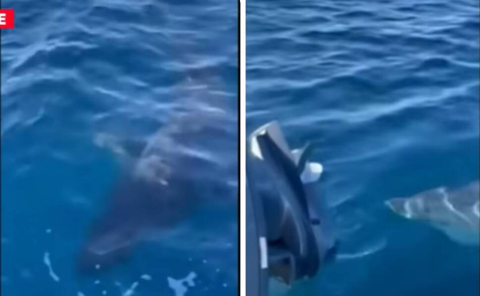 Tiburón blanco rodea a una familia y muerde el bote