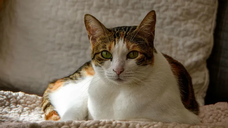 ¿Qué hacer para que tu gato no sufra estrés durante una mudanza? Esto dicen expertos