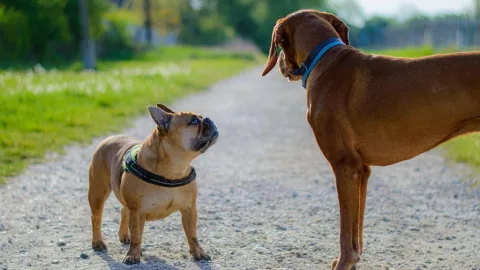 Animales que perciben terremotos