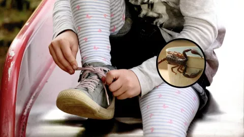 Niña muere en Hermosillo por picadura de alacrán: IMSS reacciona tarde