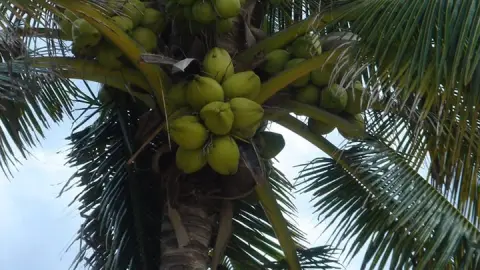 Palma o palmera