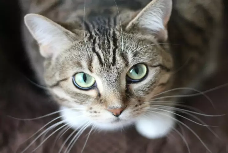 Crueldad-animal-autoridades-condenan-tortura-en-contra-de-un-gato-en-Guerrero