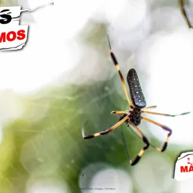 insectos mortales