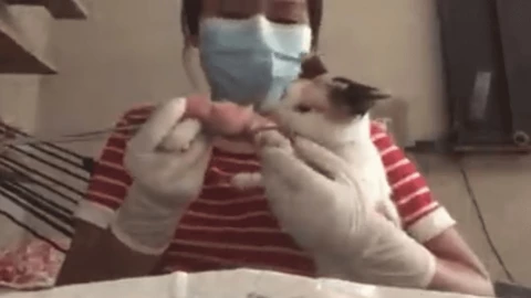 gatito y su dueña.jpg