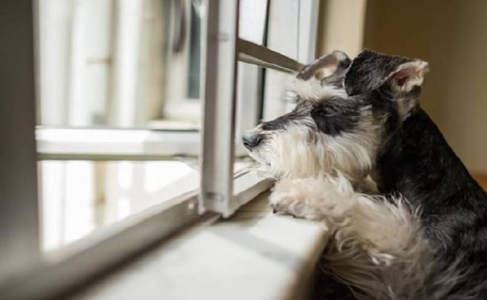 recomendaciones para dejar solo a perros en casa