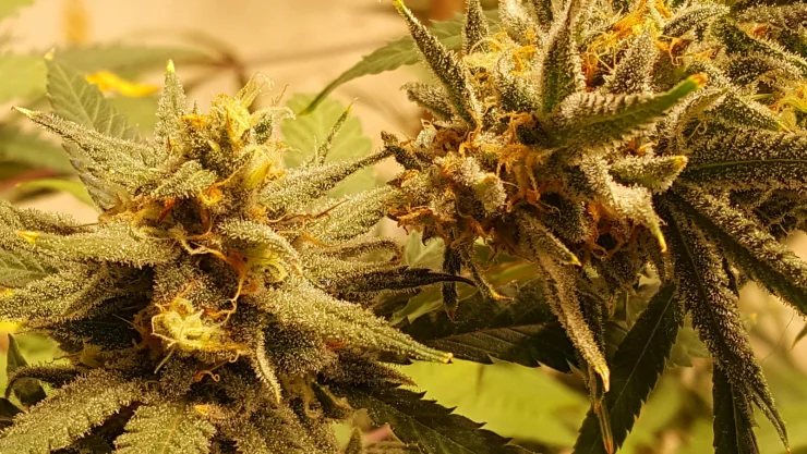 El excedente de la cosecha del año pasado podría representar aproximadamente 1 millón de kilos de marihuana. Imagen: Archivo